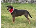 Kella w�nscht liebevolles Zuhause - Mischlingshunde - Bild 2