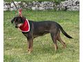 Kella w�nscht liebevolles Zuhause - Mischlingshunde - Bild 4