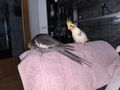 2 Nymphensittiche Voliere - Sittiche - Bild 3