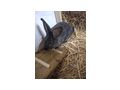 Zucht Fleischhasen Deutsche Riesen - Kaninchen & Hasen - Bild 5
