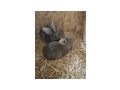Zucht Fleischhasen Deutsche Riesen - Kaninchen & Hasen - Bild 6