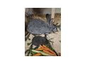 Zucht Fleischhasen Deutsche Riesen - Kaninchen & Hasen - Bild 8