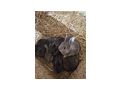 Zucht Fleischhasen Deutsche Riesen - Kaninchen & Hasen - Bild 9