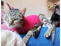 Josy NOTFALL �sterreich - Mischlingskatzen - Bild 2