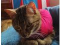 Josy NOTFALL �sterreich - Mischlingskatzen - Bild 3