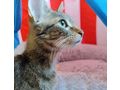 Josy NOTFALL �sterreich - Mischlingskatzen - Bild 5