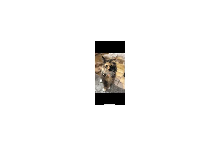 Maine coon Katze - Rassekatzen - Bild 1