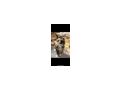Maine coon Katze - Rassekatzen - Bild 1