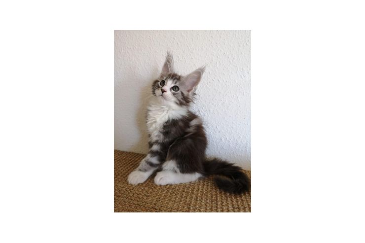 Wundervolle Maine Coon - Rassekatzen - Bild 1