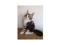 Wundervolle Maine Coon - Rassekatzen - Bild 1