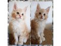 Wundervolle Maine Coon - Rassekatzen - Bild 2