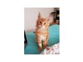 Wundervolle Maine Coon - Rassekatzen - Bild 3