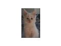 Wundervolle Maine Coon - Rassekatzen - Bild 4