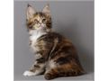 Wundervolle Maine Coon - Rassekatzen - Bild 5
