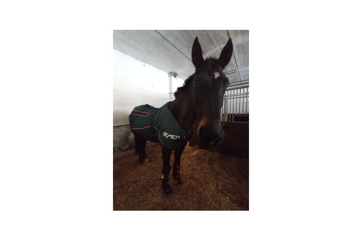 BEMER Horse Set mieten - Vermietung & Verleih - Bild 1