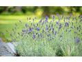 Verwandeln Sie Ihren Garten Gr�ne Oase - Gartendekoraktion - Bild 3