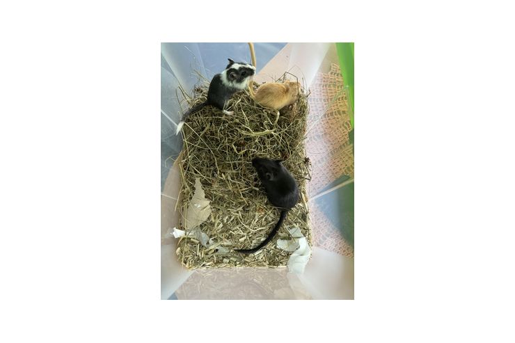 Verschenke W�stenrennm�use - M�use & Ratten - Bild 1