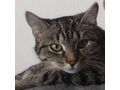 BABY Zuhause - Mischlingskatzen - Bild 2