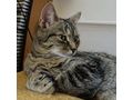 BABY Zuhause - Mischlingskatzen - Bild 1