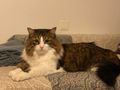 verschmuster Angorakater liebevolles Heim - Rassekatzen - Bild 1