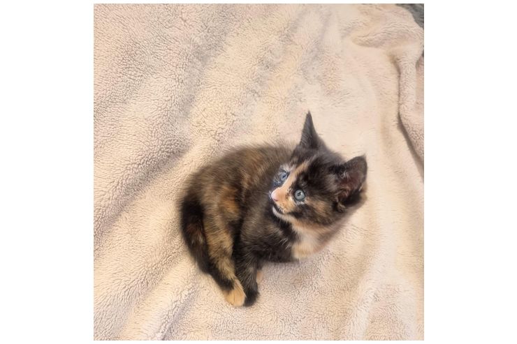 2 wundersch�ne Maine Coon Mix M�dchen - Mischlingskatzen - Bild 1