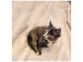 2 wundersch�ne Maine Coon Mix M�dchen - Mischlingskatzen - Bild 1