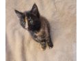 2 wundersch�ne Maine Coon Mix M�dchen - Mischlingskatzen - Bild 10