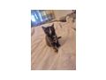 2 wundersch�ne Maine Coon Mix M�dchen - Mischlingskatzen - Bild 11
