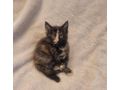 2 wundersch�ne Maine Coon Mix M�dchen - Mischlingskatzen - Bild 13