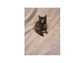 2 wundersch�ne Maine Coon Mix M�dchen - Mischlingskatzen - Bild 14