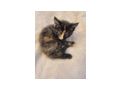 2 wundersch�ne Maine Coon Mix M�dchen - Mischlingskatzen - Bild 15