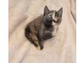 2 wundersch�ne Maine Coon Mix M�dchen - Mischlingskatzen - Bild 2