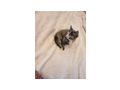 2 wundersch�ne Maine Coon Mix M�dchen - Mischlingskatzen - Bild 3