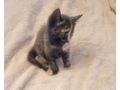 2 wundersch�ne Maine Coon Mix M�dchen - Mischlingskatzen - Bild 4