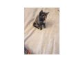 2 wundersch�ne Maine Coon Mix M�dchen - Mischlingskatzen - Bild 5