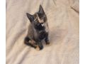 2 wundersch�ne Maine Coon Mix M�dchen - Mischlingskatzen - Bild 6