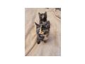 2 wundersch�ne Maine Coon Mix M�dchen - Mischlingskatzen - Bild 7