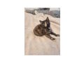2 wundersch�ne Maine Coon Mix M�dchen - Mischlingskatzen - Bild 8
