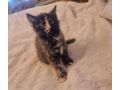 2 wundersch�ne Maine Coon Mix M�dchen - Mischlingskatzen - Bild 9