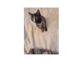 2 wundersch�ne Maine Coon Mix M�dchen - Mischlingskatzen - Bild 12