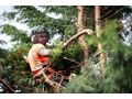 Baumschnitt Baumsanierung Wien - Gartendekoraktion - Bild 3