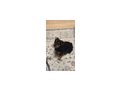 Corpin M�dchen Linda - Mischlingshunde - Bild 3