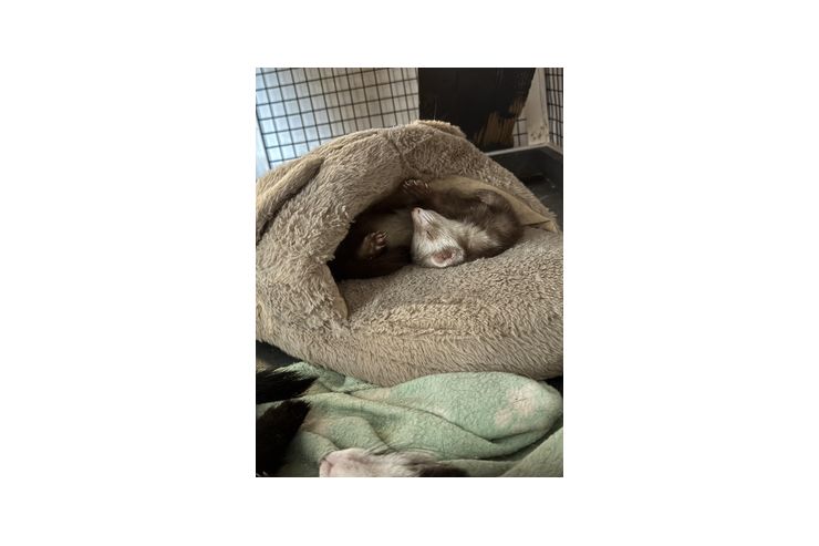 Frettchen - Weitere Kleintiere - Bild 1
