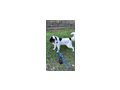 Simo NOTFALL �sterreich - Mischlingshunde - Bild 3