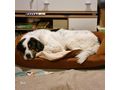 Simo NOTFALL �sterreich - Mischlingshunde - Bild 2
