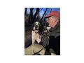 Simo NOTFALL �sterreich - Mischlingshunde - Bild 5