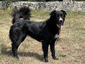 Bella Gl�ck IHNEN - Mischlingshunde - Bild 2