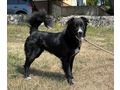 Bella Gl�ck IHNEN - Mischlingshunde - Bild 1