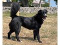 Bella Gl�ck IHNEN - Mischlingshunde - Bild 3