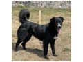 Bella Gl�ck IHNEN - Mischlingshunde - Bild 4